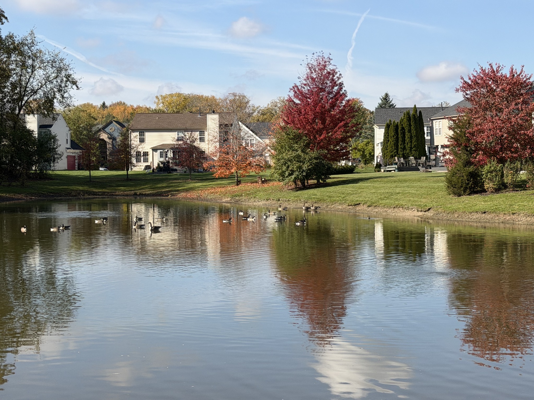 Geese gliding across the pond, with red autumn trees and neighborhood homes reflected in the water.